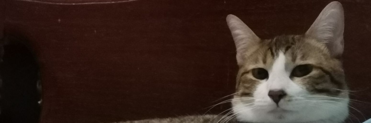 erickacallo_'s profile banner image