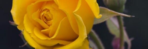 jojohanm2's profile banner image