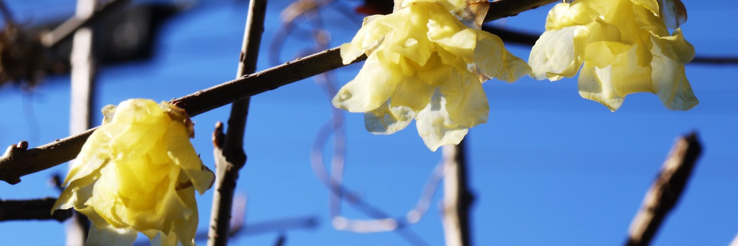 22Yupear's profile banner image
