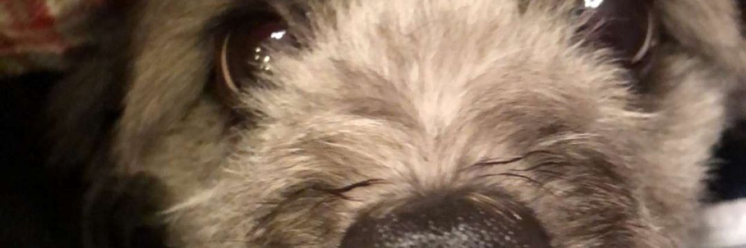 MakaRobianCheez's profile banner image