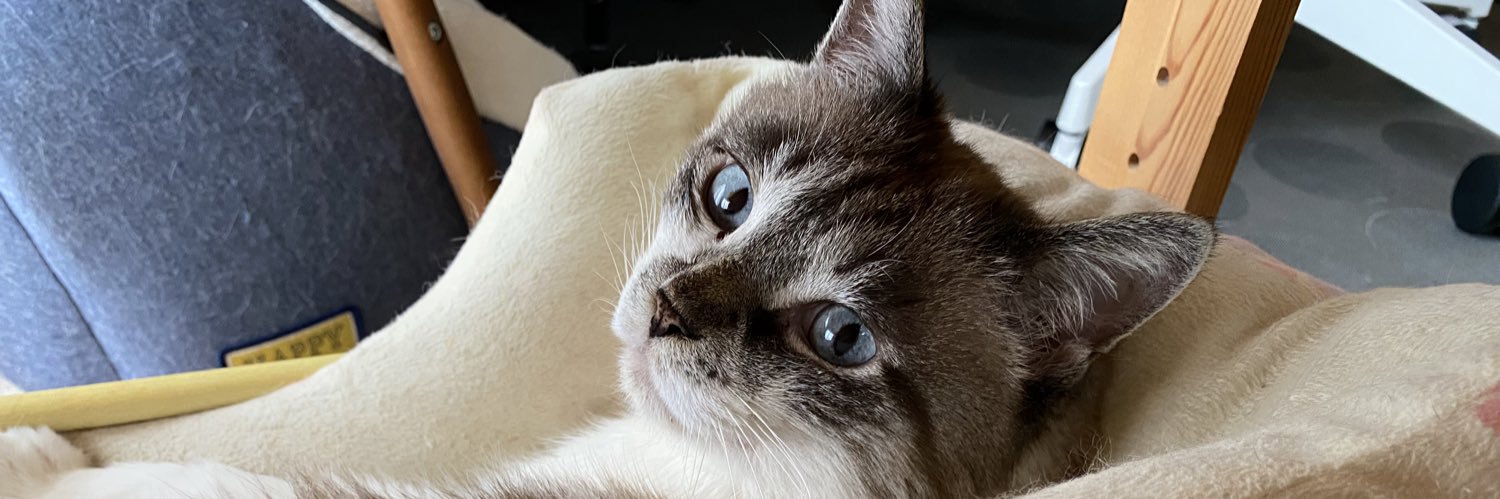 linalinacat's profile banner image