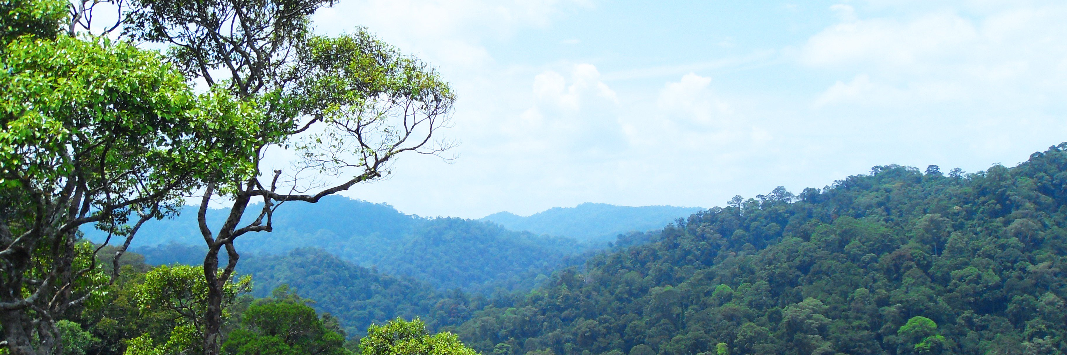 posiiparrot's profile banner image