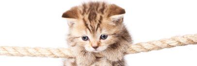 Bella (Meow) banner
