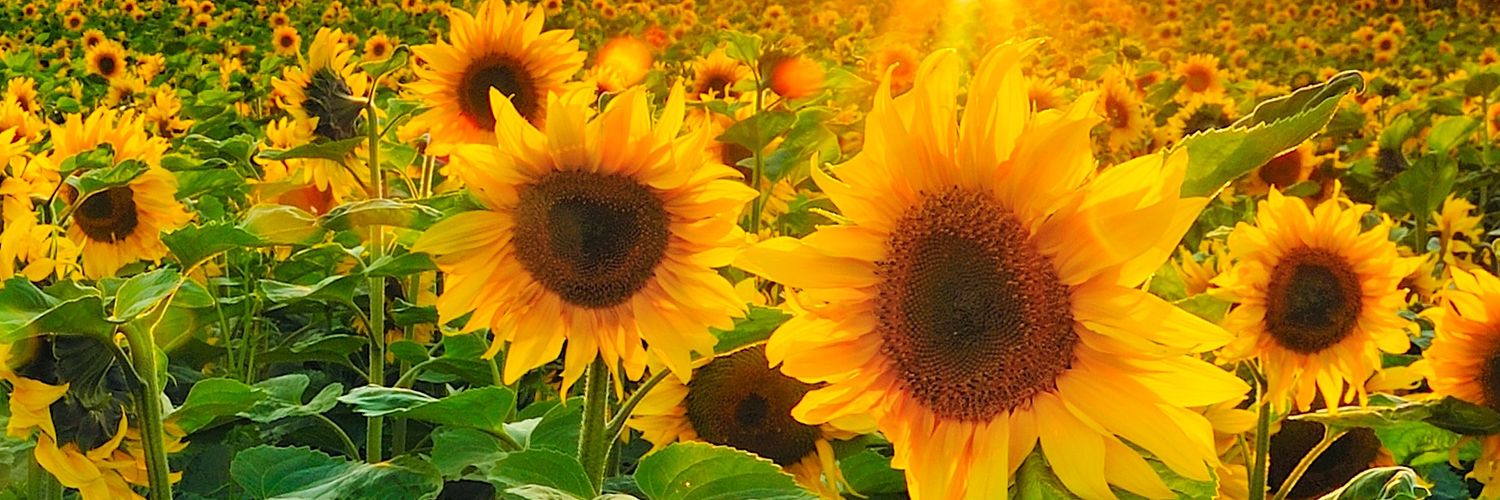 regulusoleil01's profile banner image