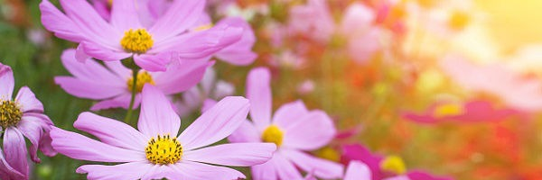 fernandarodri26's profile banner image