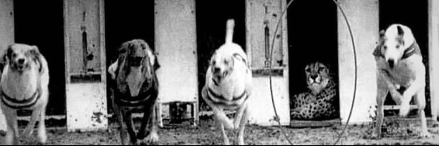 sammage⁶ 💫 banner