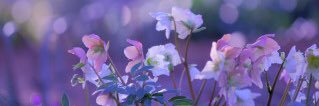orengi0303's profile banner image
