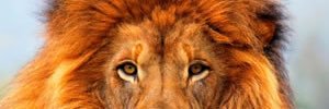CapitanFerrari7's profile banner image