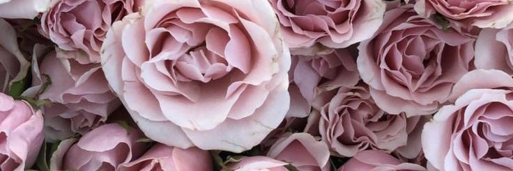 irene banner