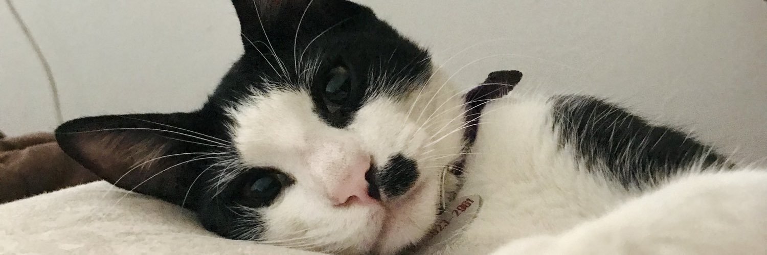 aldifossaceca's profile banner image