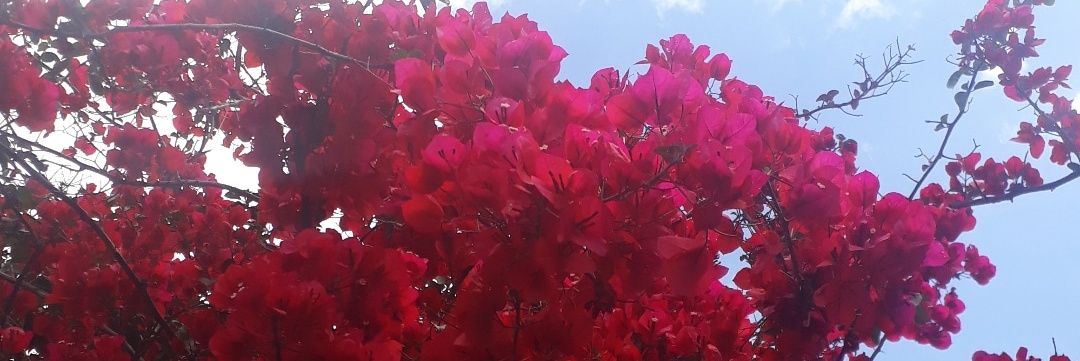LuceroWendler's profile banner image