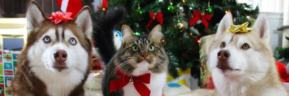 lilothehusky's profile banner image