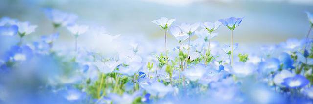RoselleFloral's profile banner image