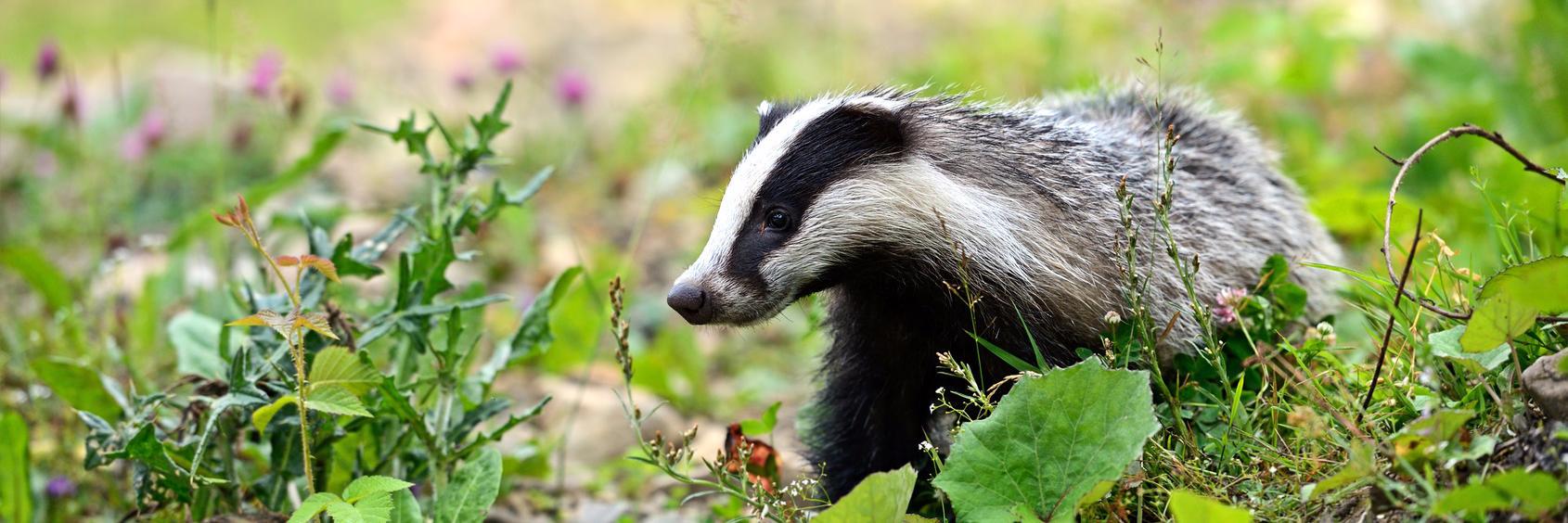 Warwickshire Badger Group banner