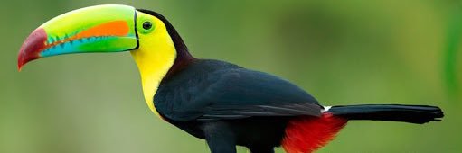 🍃Evelyn🍃 banner