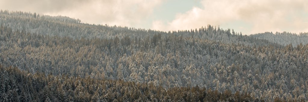 waflicek's profile banner image