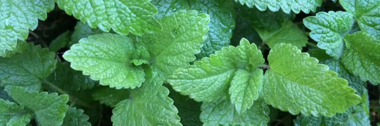 samu_herb's profile banner image