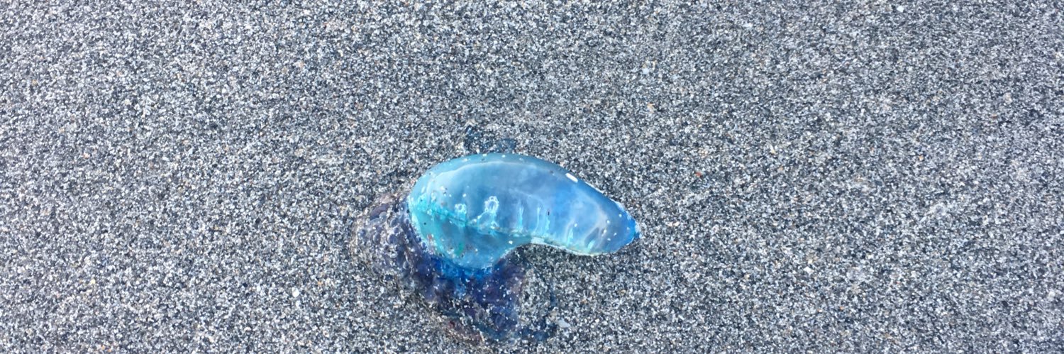 VeniceFlorida's profile banner image