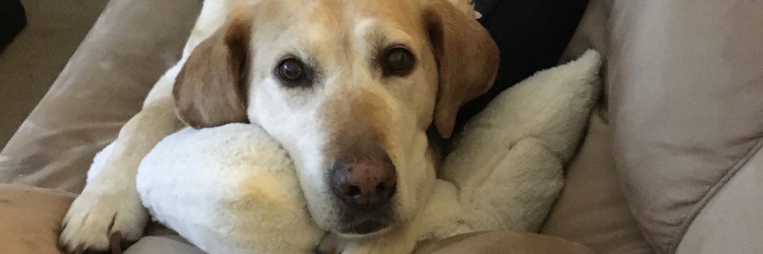 Missdani7's profile banner image