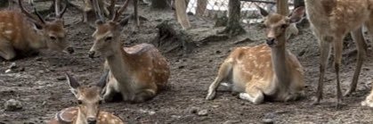 おっち〜@東京と宮崎のハーフ鹿 banner