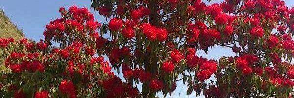 lamichhane81's profile banner image