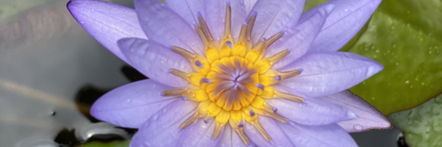 Maria Pacheco banner