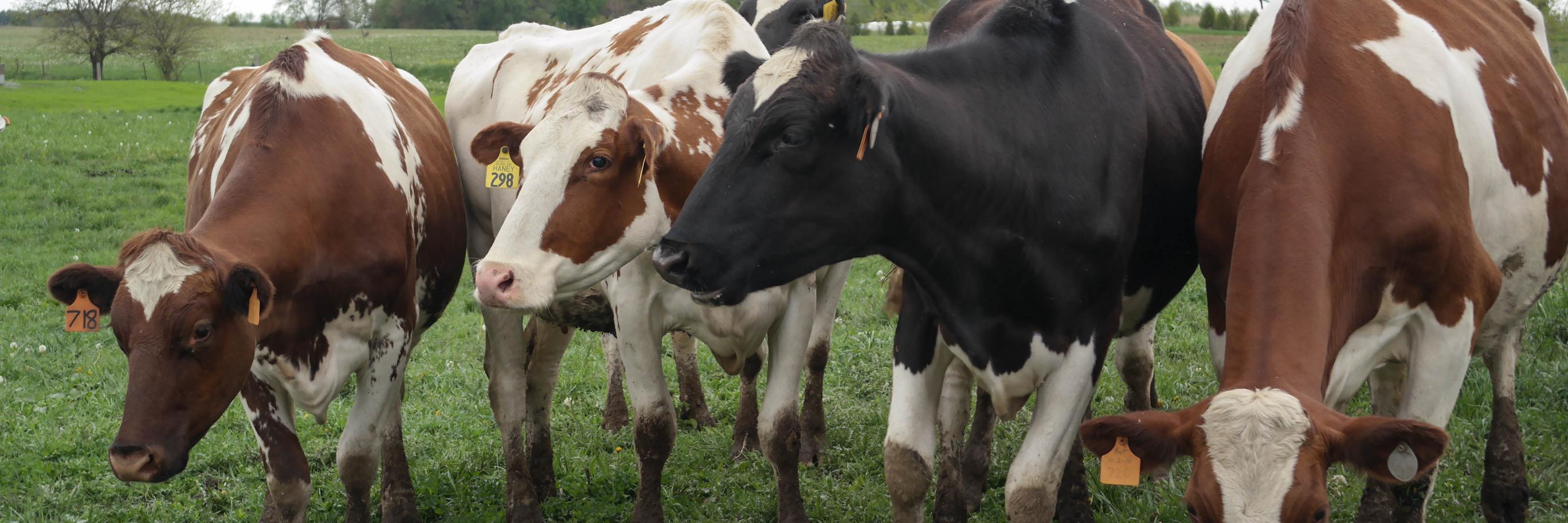 INDairyTrail's profile banner image