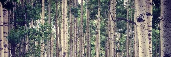 Tiffany Bowden banner