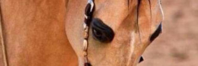 نهيان المزروعي banner