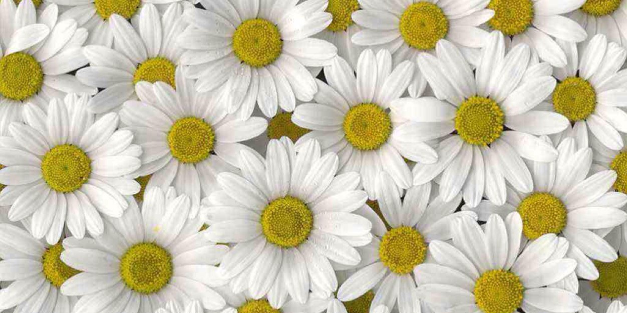 daisyjxc's profile banner image