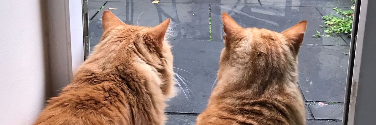 valtrnr's profile banner image
