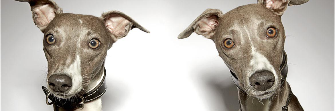 PosingPets's profile banner image