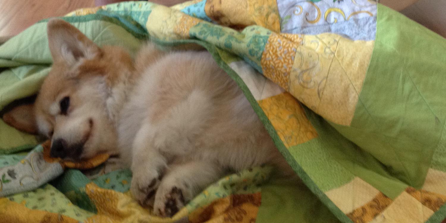 TheWelshcorgi's profile banner image
