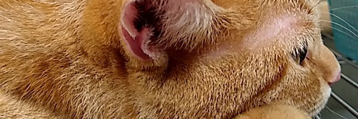 red_thrust's profile banner image