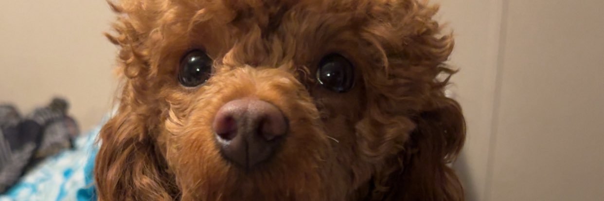 mindotius's profile banner image