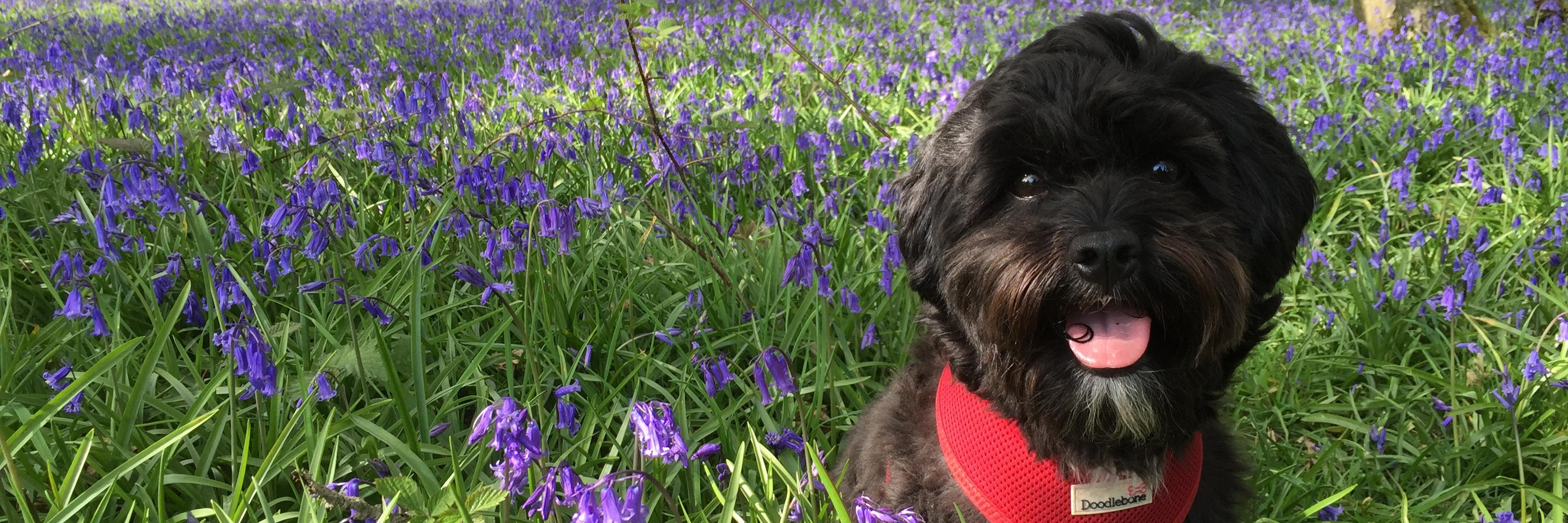 BertieButtonDog's profile banner image