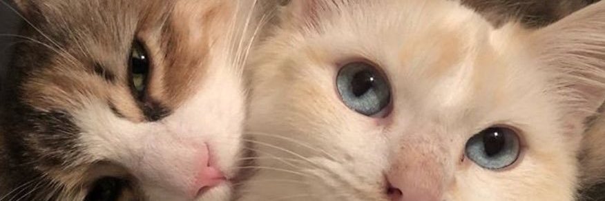_antitesis__'s profile banner image