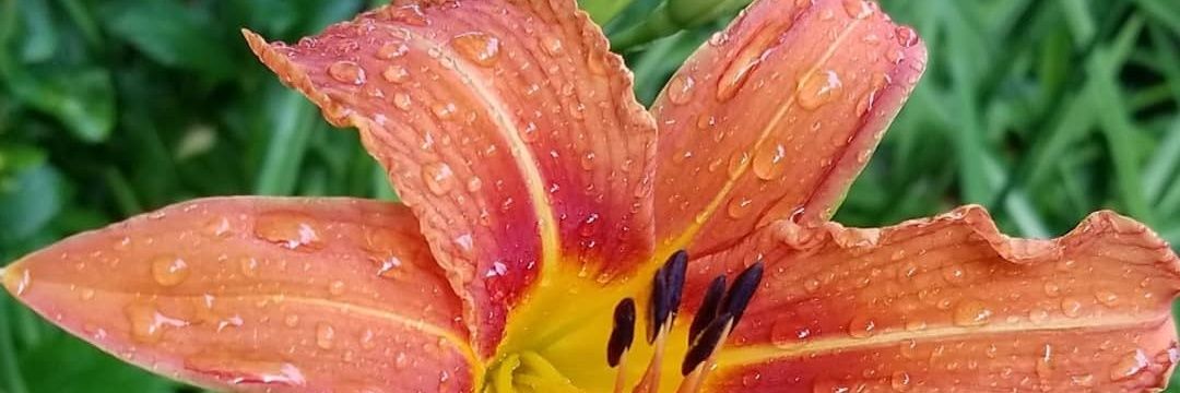 Emma Banks 🍑 banner