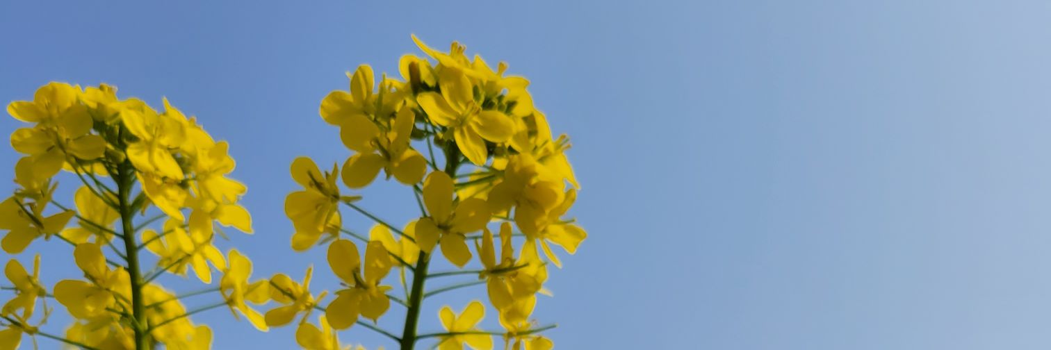 PettitFlower's profile banner image