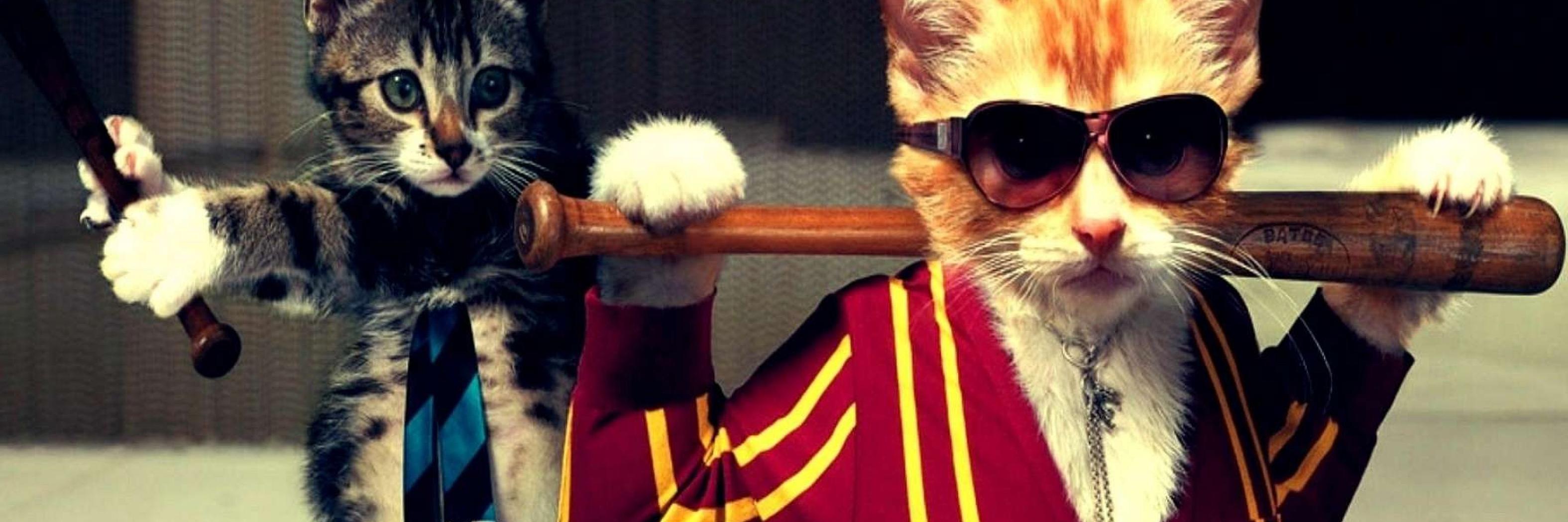 FloriseTheCat's profile banner image