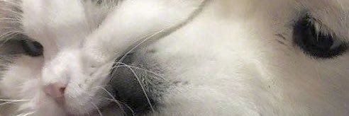 biubiubiubiubiu ⋆.𐙚 ̊ banner