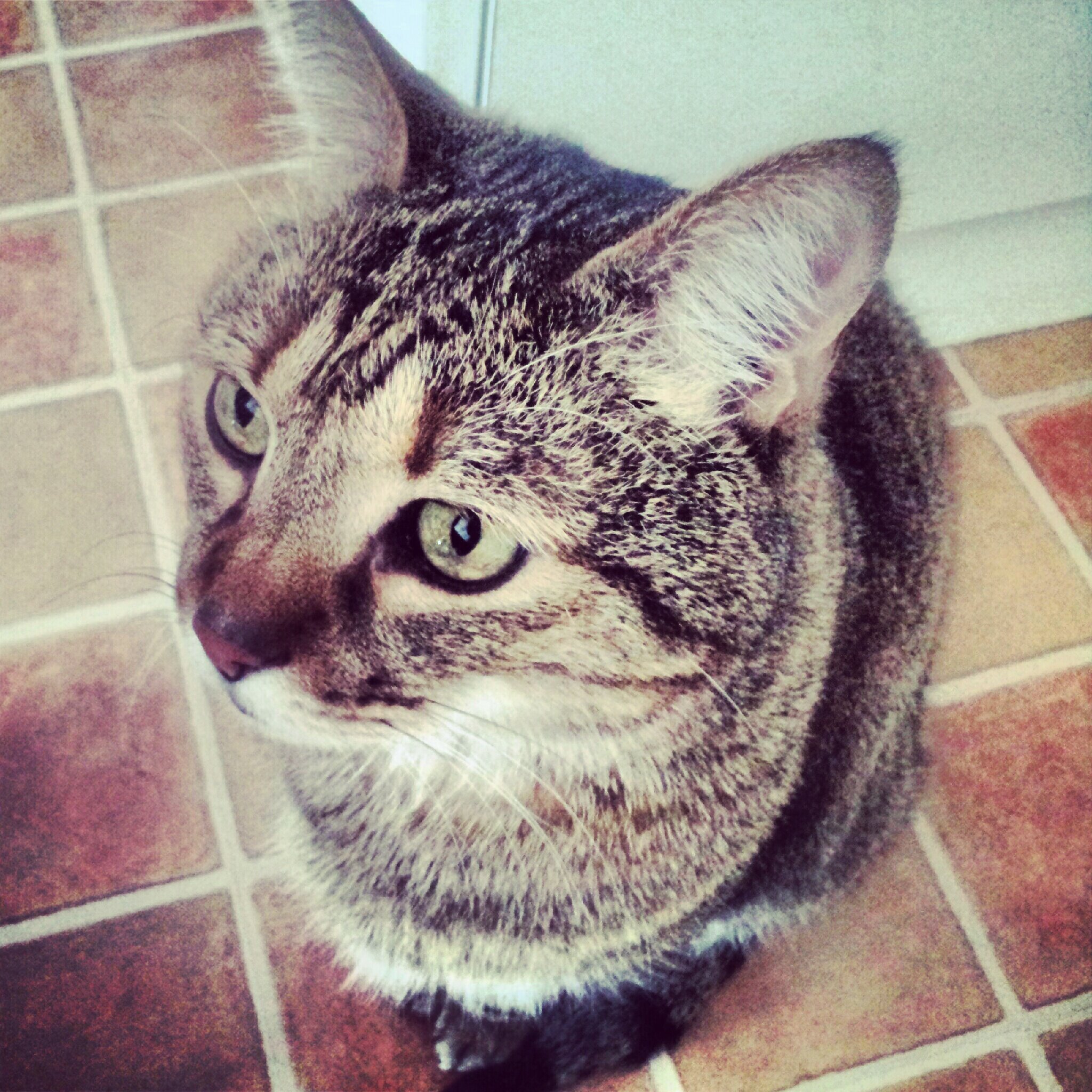 vanessa leonardi banner