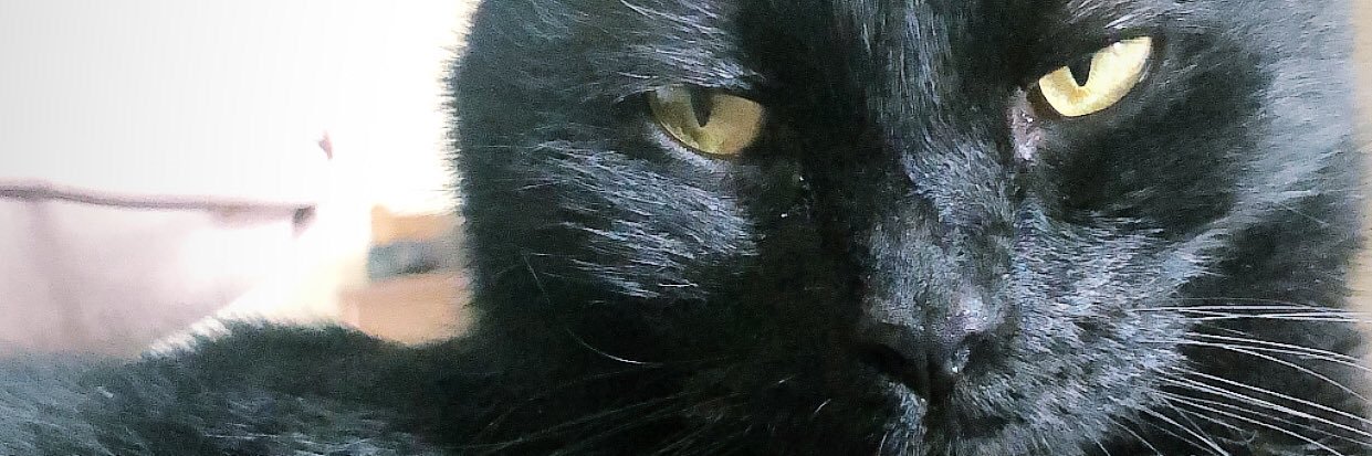 Cal__Pal's profile banner image