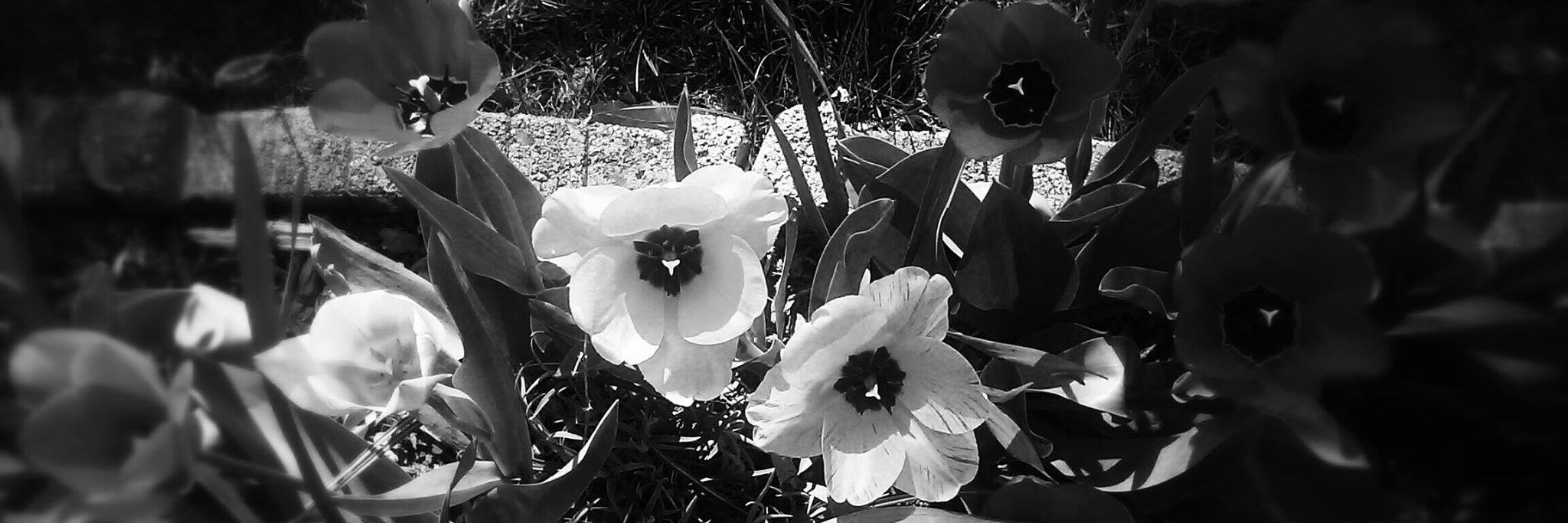 RoseofGerdes's profile banner image