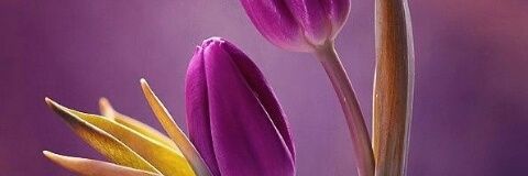 هدوووووء banner
