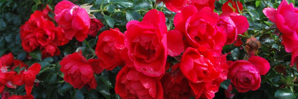 Nichola_SP's profile banner image