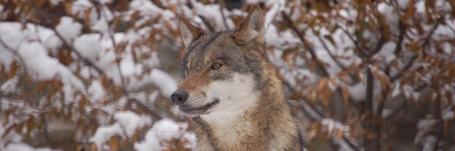 DaddyWulf's profile banner image