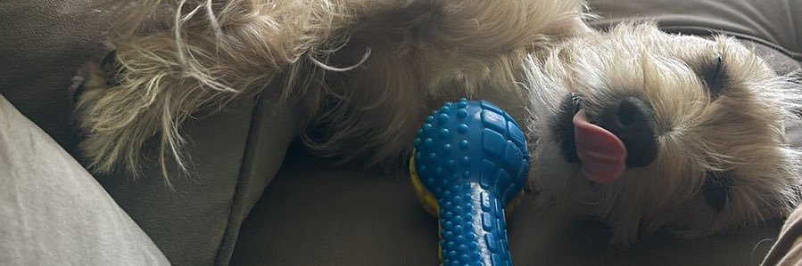 thaispreste's profile banner image