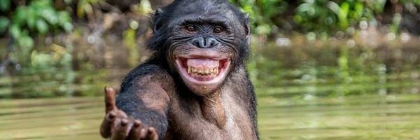 SmartChimpan's profile banner image