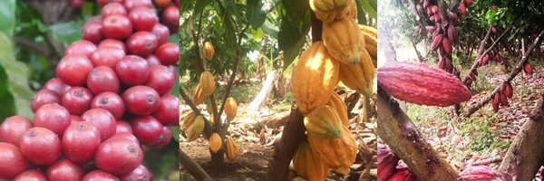 Dublinsa_SA Profile Banner